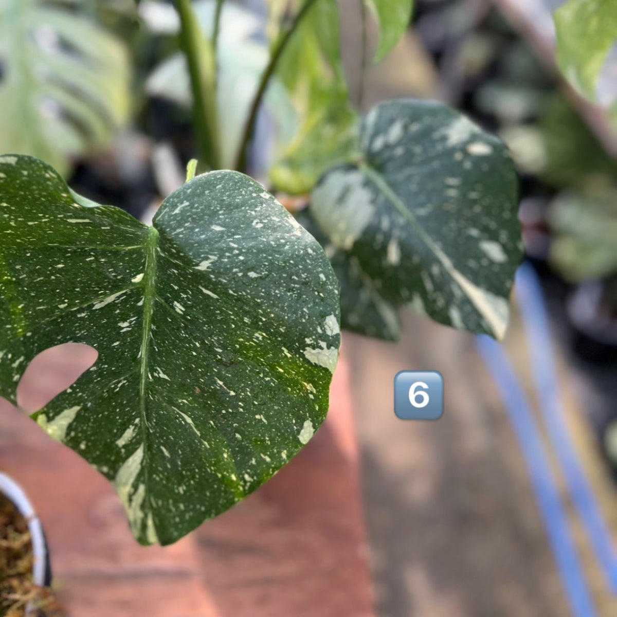 【希少】モンステラ・デリシオーサ 'タイコンステレーション【スターライト】'