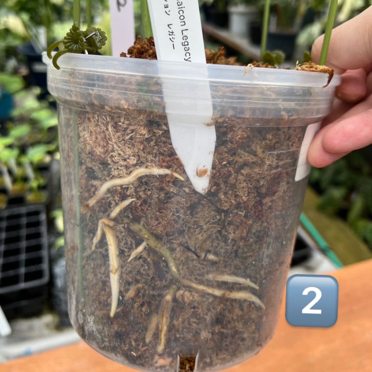 【コレクション】モンステラ デリシオーサ  'タイコンステレーション レガシー'