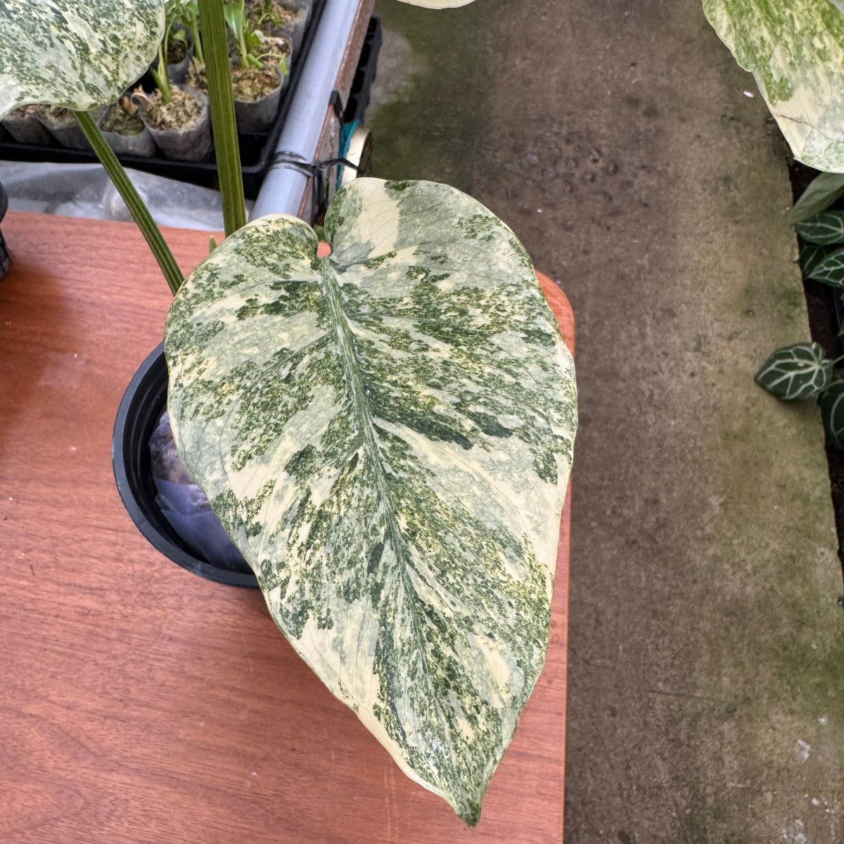 【コレクション】モンステラ デリシオーサ  'タイコンステレーション レガシー'