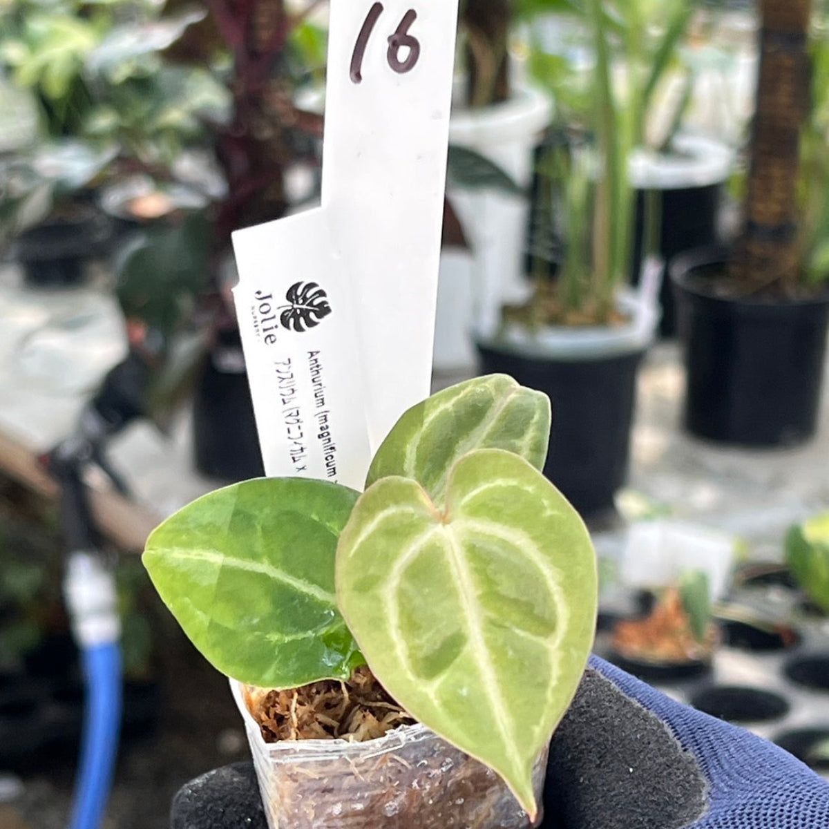 【選択可能】【選抜】アンスリウム Anthurium (magnificum × ‘Black Velvet’) × crystallinum × ‘Michelle’ F3