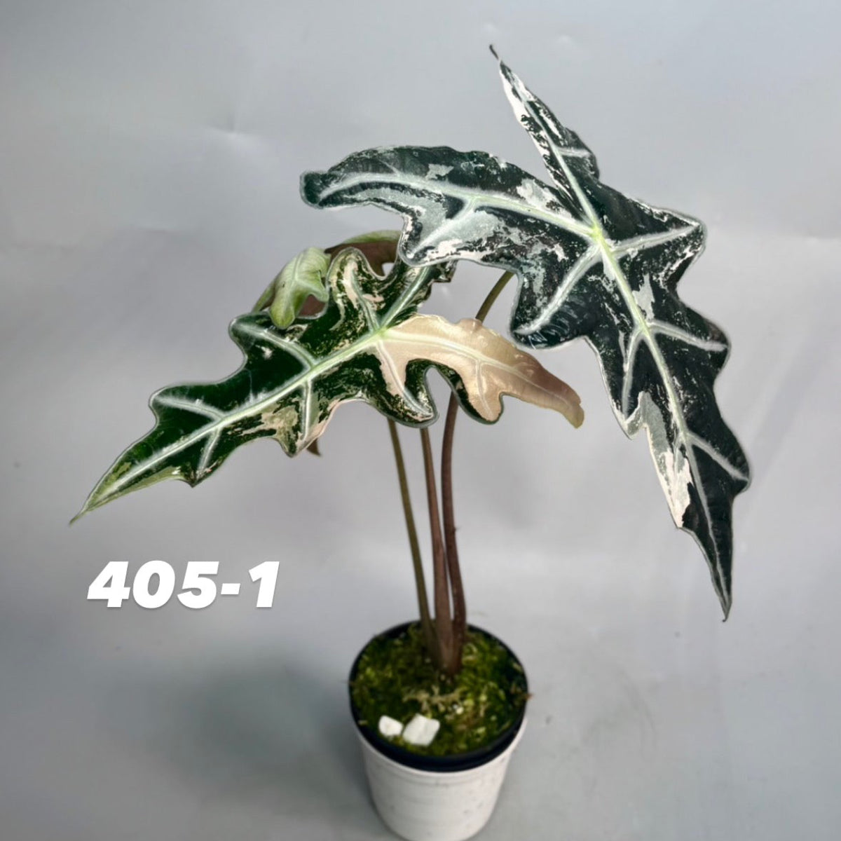 x*x様 アロカシア ノビリス ピンク K 予約販売6-405-1/2】アロカシア ノビリス ピンク 