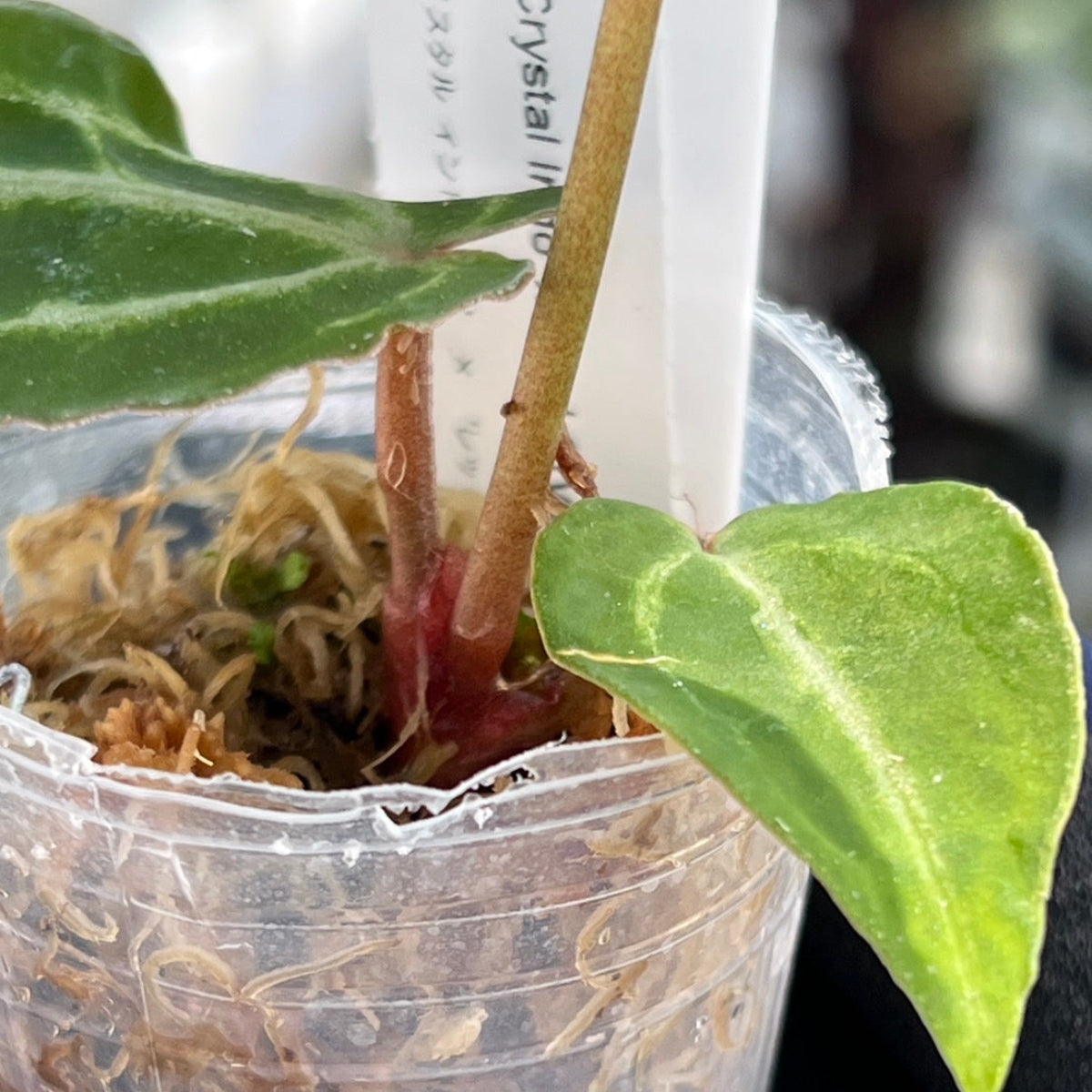 【選択可能】【選抜】アンスリウム Anthurium ‘Crystal Indo’ × ‘Red Crystal Tezula’