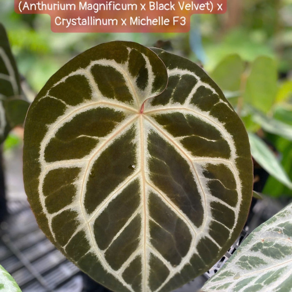 アンスリウム Anthurium (magnificum × ‘Black Velvet’) × crystallinum × ‘Michelle’ F3