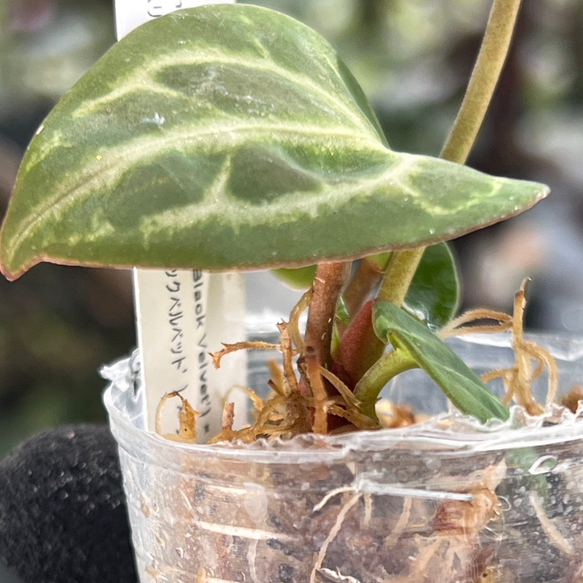 【選択可能】【選抜】アンスリウム Anthurium (magnificum × ‘Black Velvet’) × crystallinum × ‘Michelle’ F3