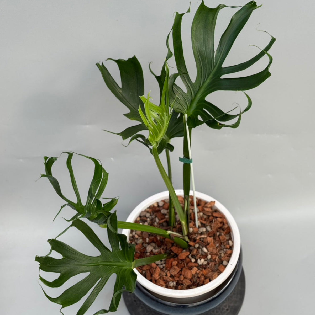 予約販売6-407】モンステラ デリシオーサ 'ユニアエ' – RARE PLANTS