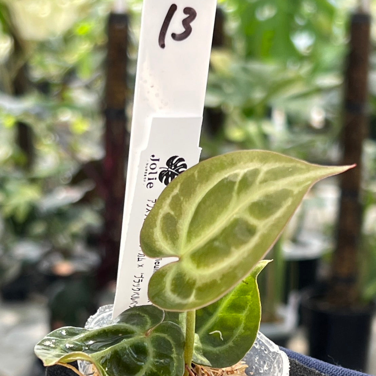 【選択可能】【選抜】アンスリウム Anthurium (magnificum × ‘Black Velvet’) × crystallinum × ‘Michelle’ F3