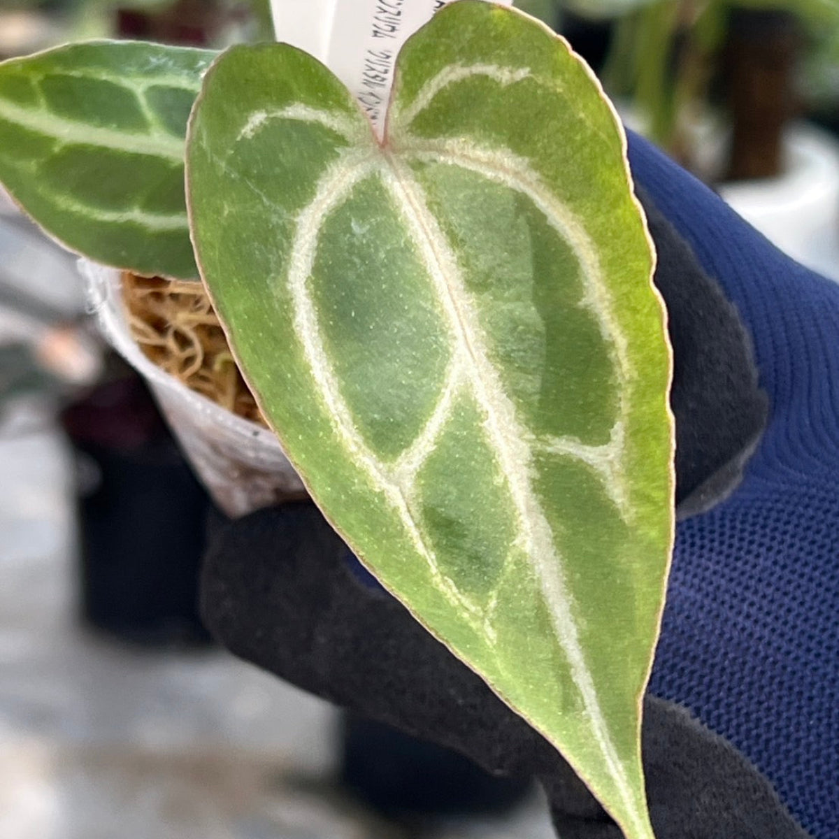 【選択可能】【選抜】アンスリウム Anthurium ‘Crystal Indo’ × ‘Red Crystal Tezula’