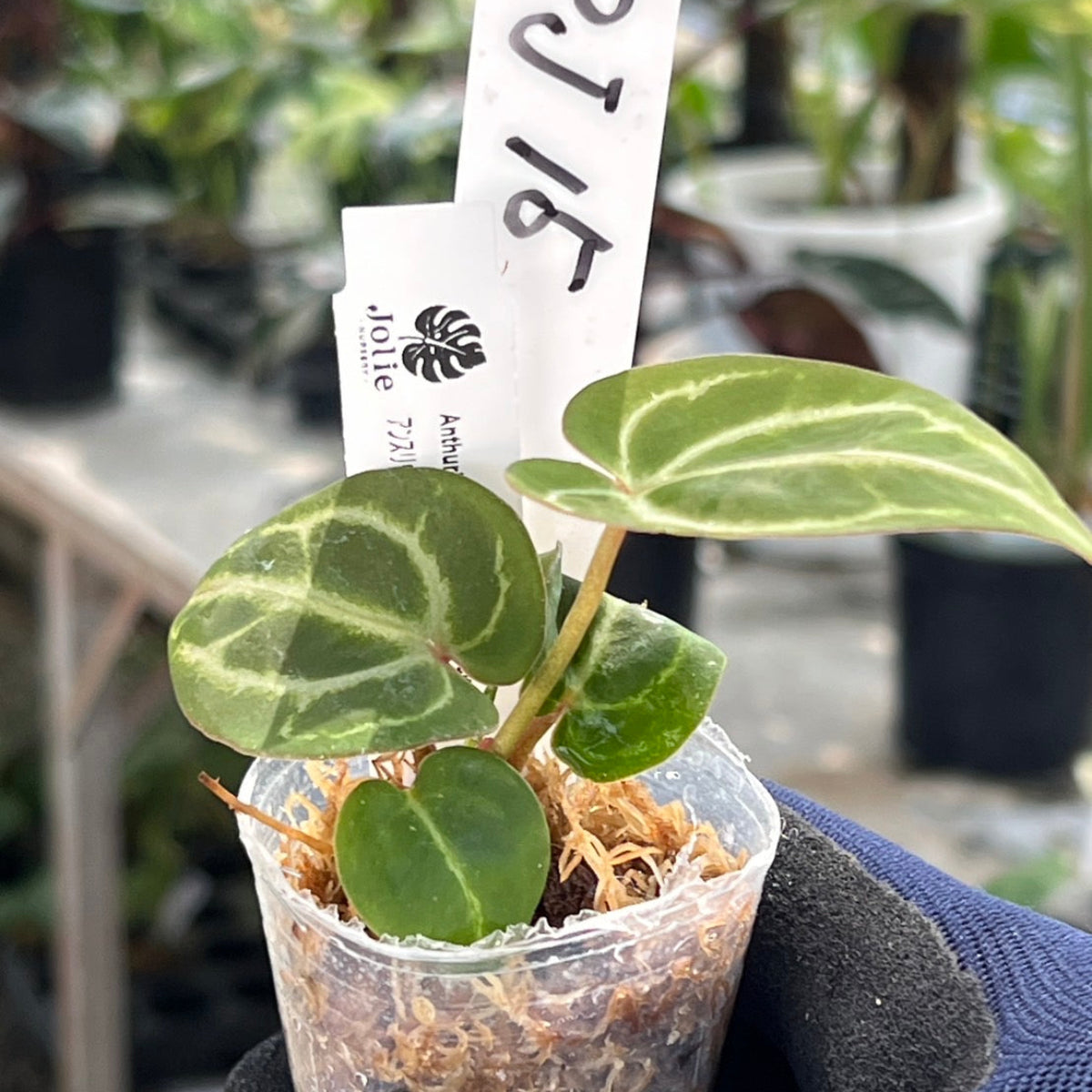 【選択可能】【選抜】アンスリウム Anthurium (magnificum × ‘Black Velvet’) × crystallinum × ‘Michelle’ F3