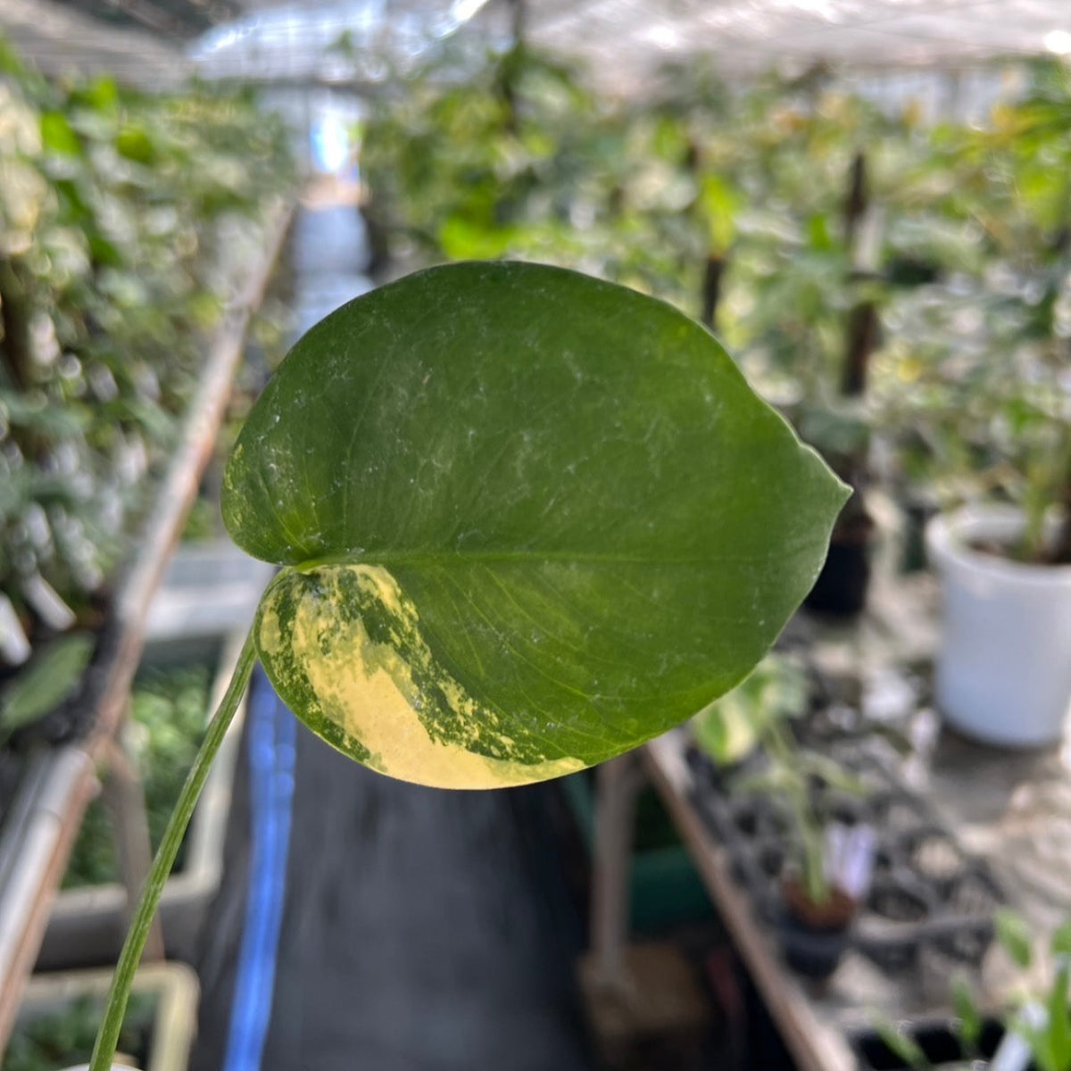 【選抜株/3号サイズ】モンステラ・デリシオーサ 'イエローマリリン' 親株候補