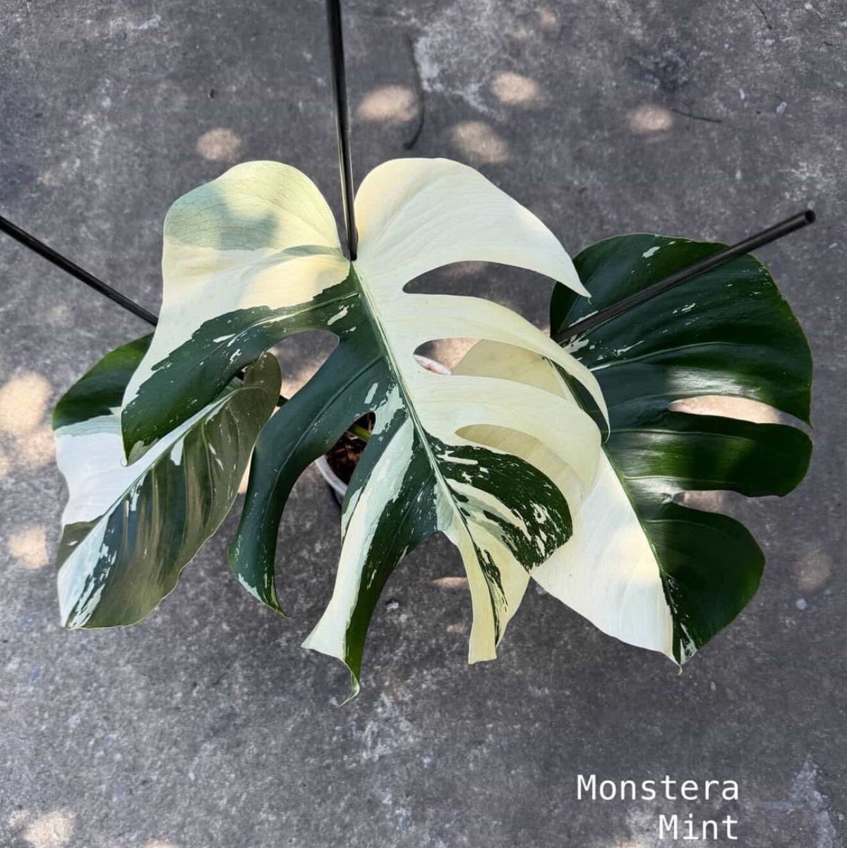 【Live販売】 18番 モンステラ・デリシオーサ 'ミント'