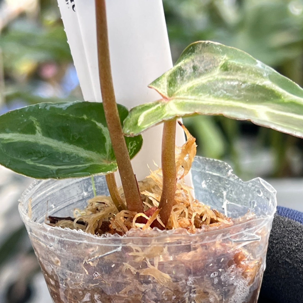 【選択可能】【選抜】アンスリウム Anthurium ‘Crystal Indo’ × ‘Red Crystal Tezula’