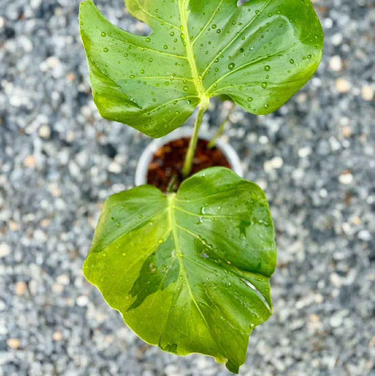 【Live販売】 33番 モンステラ・デリシオーサ NOID『004』