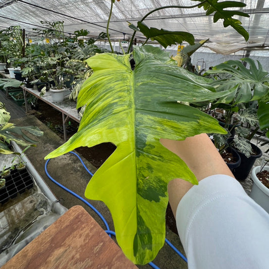 【希少/コレクション】新種 フィロデンドロン 'キティナ'(フロリダビューティー✖️マヨイ)