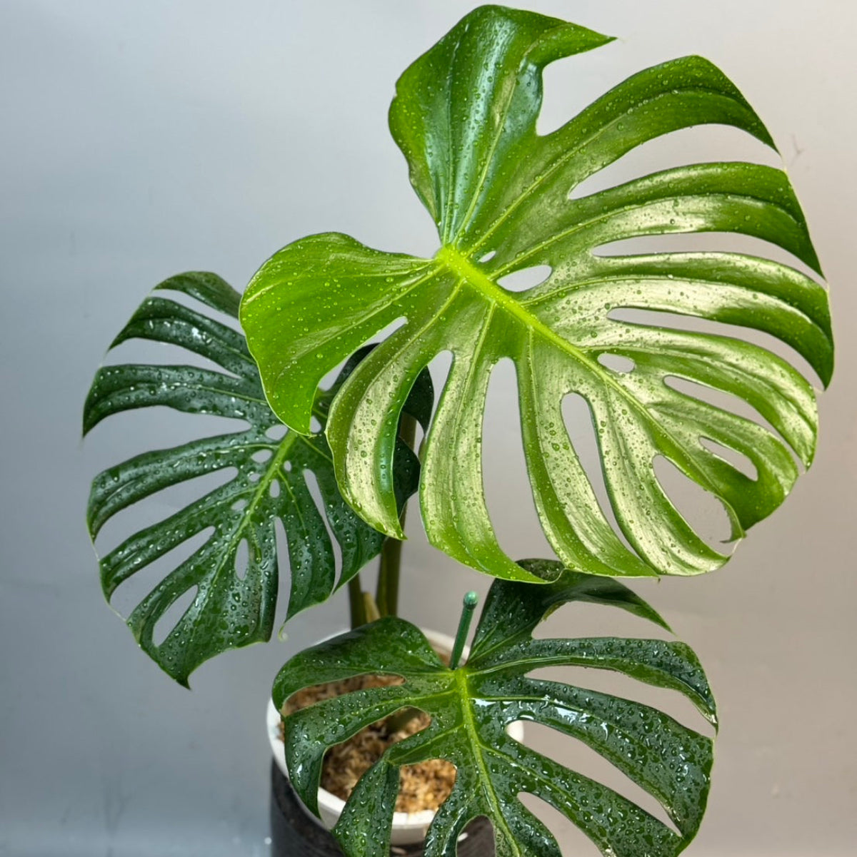 予約販売7-80】モンステラ デリシオーサ 'タトゥー' – RARE PLANTS