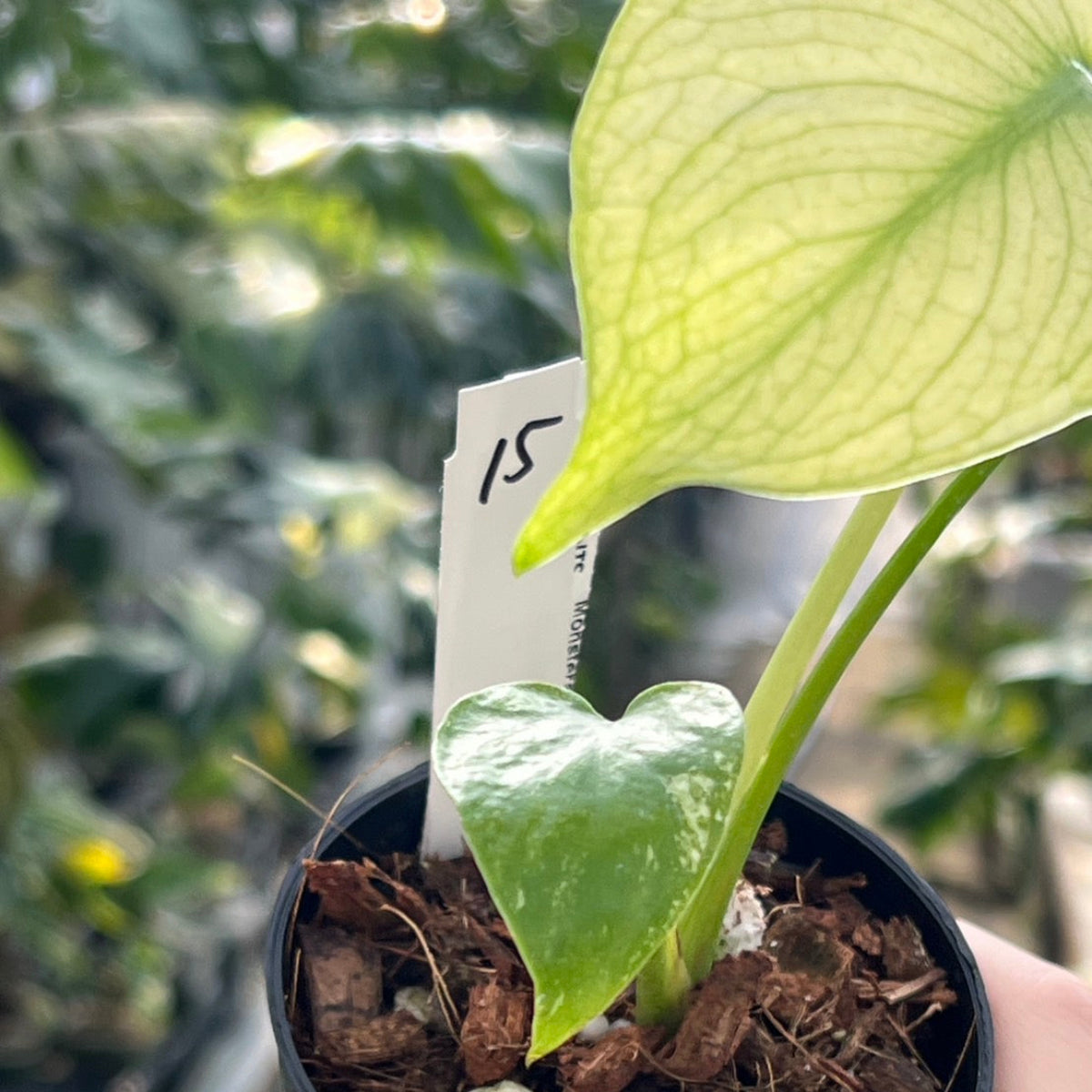 50%OFF【選抜】モンステラ デリシオーサ 'ホワイトモンスター'