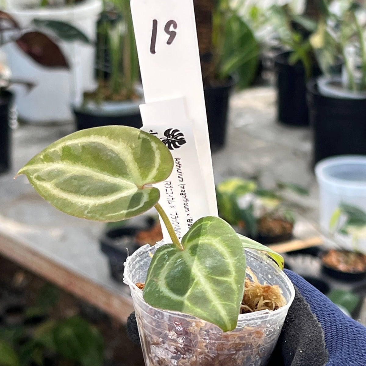 【選択可能】【選抜】アンスリウム Anthurium (magnificum × ‘Black Velvet’) × crystallinum × ‘Michelle’ F3