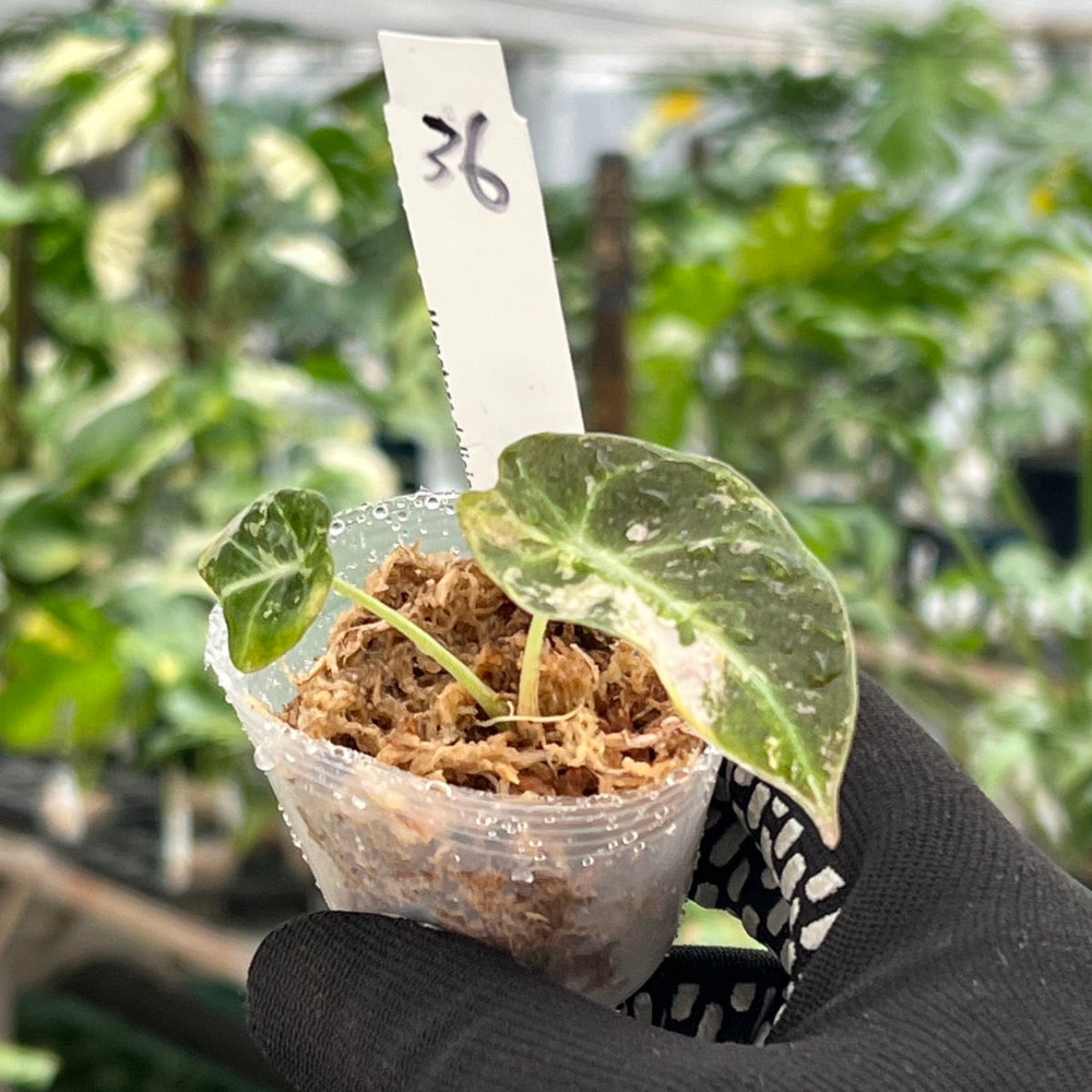 【追加セール】アロカシア・レギヌラ  'ブラックベルベット'  ピンク斑入り 2号サイズ