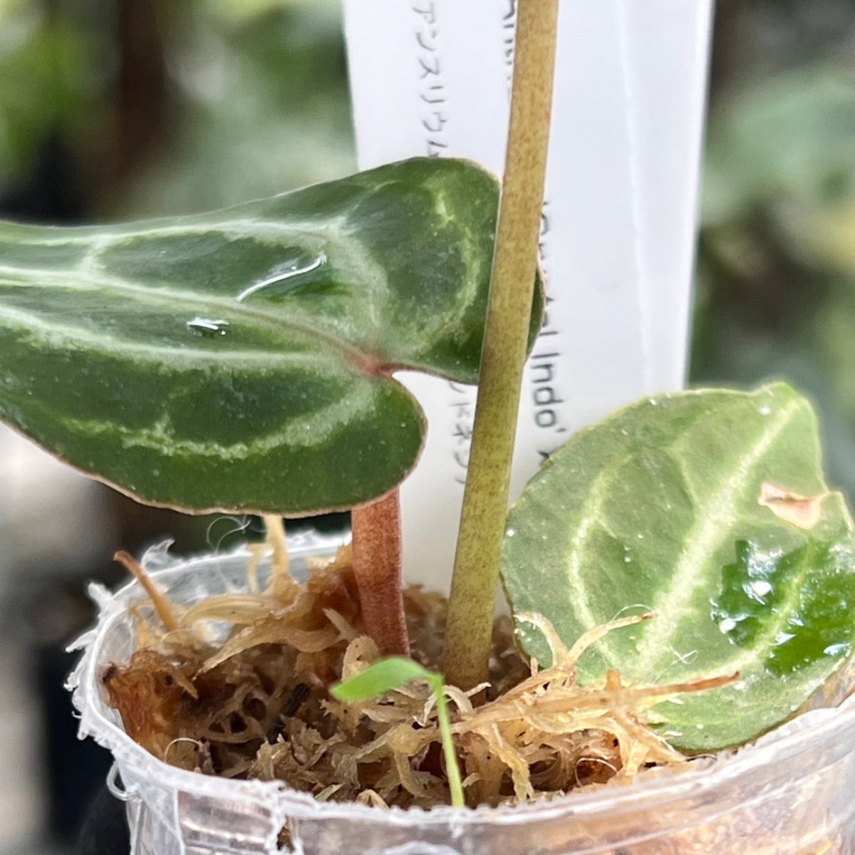 【選択可能】【選抜】アンスリウム Anthurium ‘Crystal Indo’ × ‘Red Crystal Tezula’