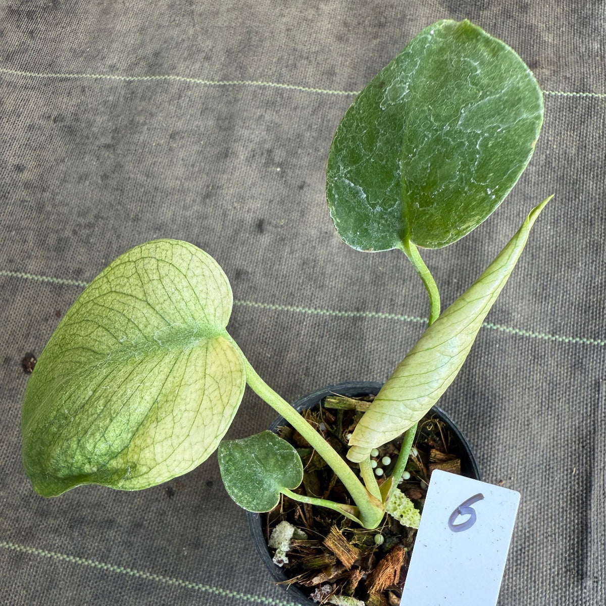 スペシャルセール【選抜】モンステラ デリシオーサ 'ホワイトモンスター' 3.5号