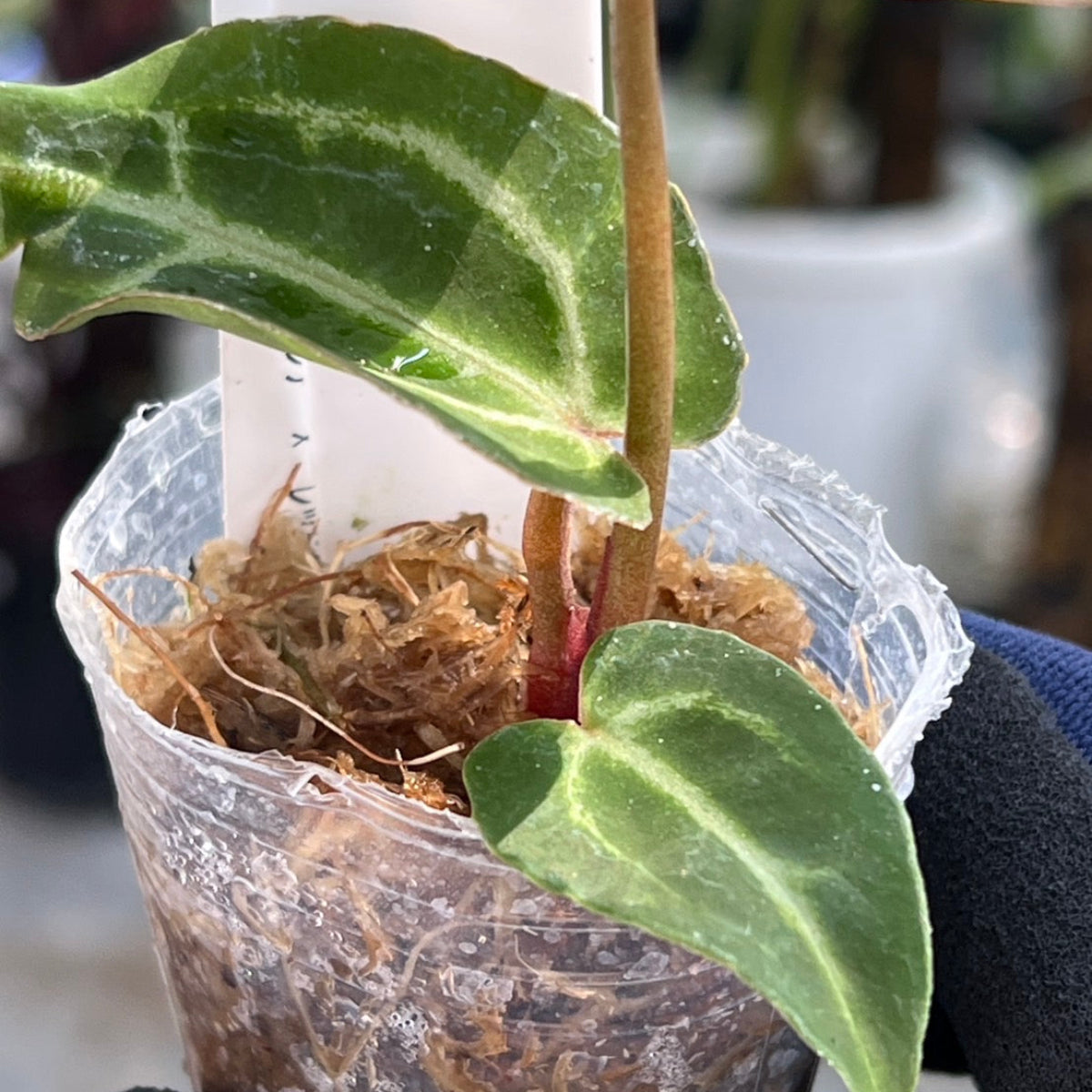 【選択可能】【選抜】アンスリウム Anthurium ‘Crystal Indo’ × ‘Red Crystal Tezula’