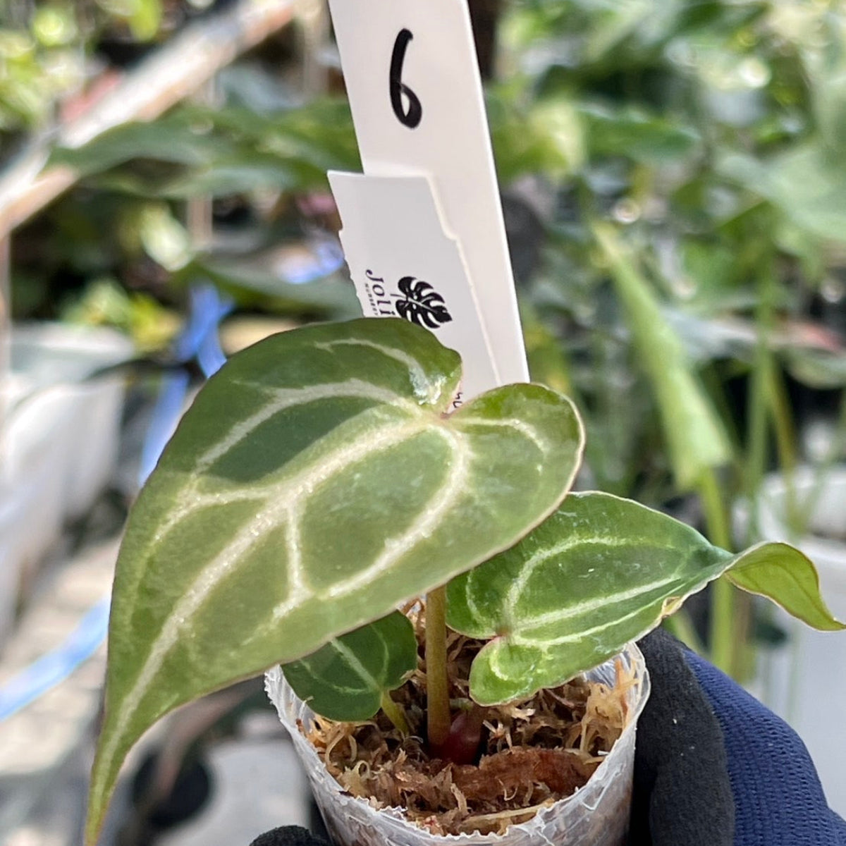 【選択可能】【選抜】アンスリウム Anthurium ‘Crystal Indo’ × ‘Red Crystal Tezula’