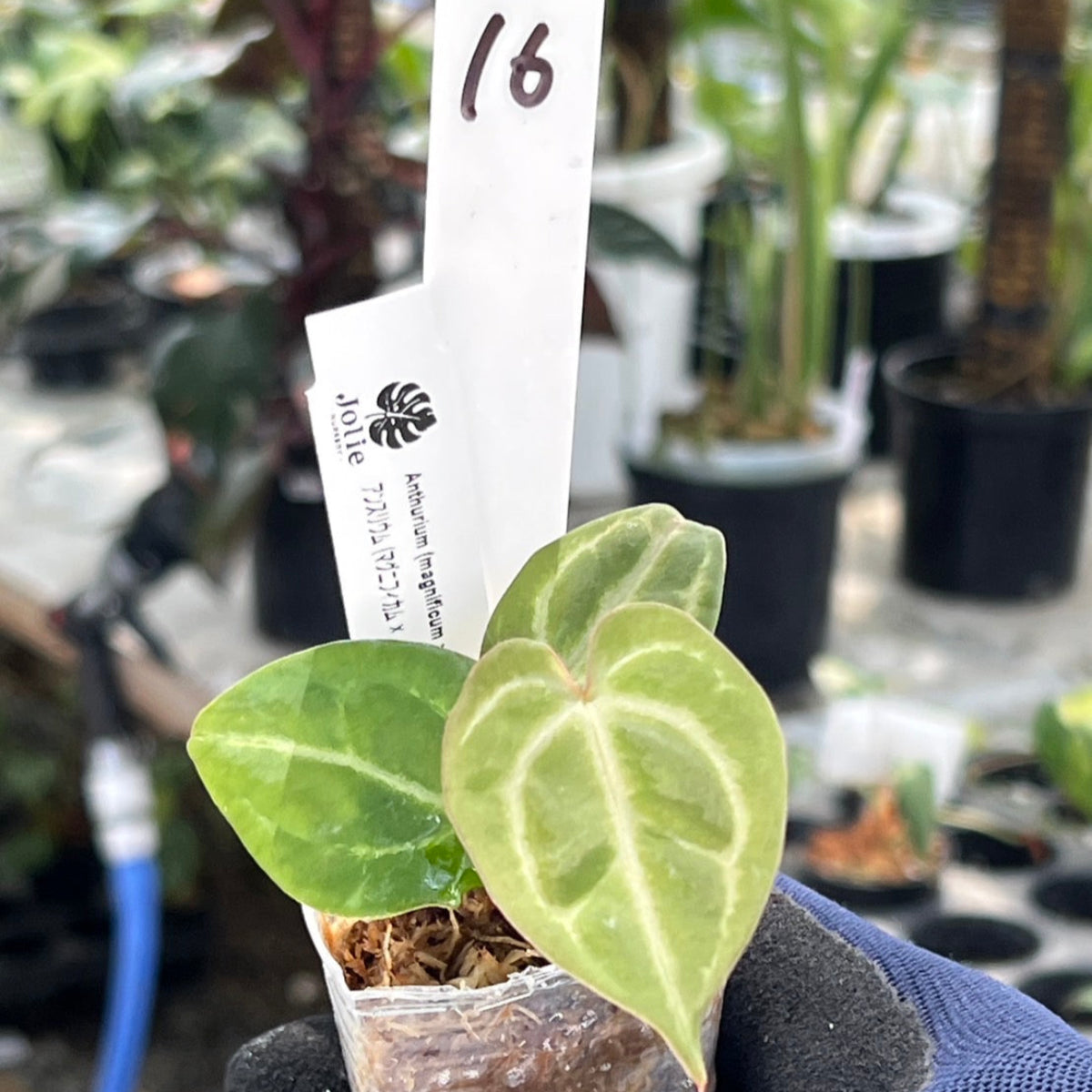 【選択可能】【選抜】アンスリウム Anthurium (magnificum × ‘Black Velvet’) × crystallinum × ‘Michelle’ F3