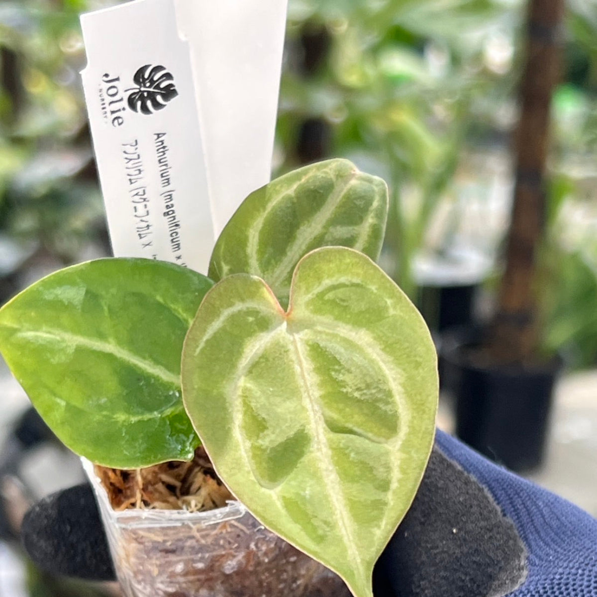 【選択可能】【選抜】アンスリウム Anthurium (magnificum × ‘Black Velvet’) × crystallinum × ‘Michelle’ F3