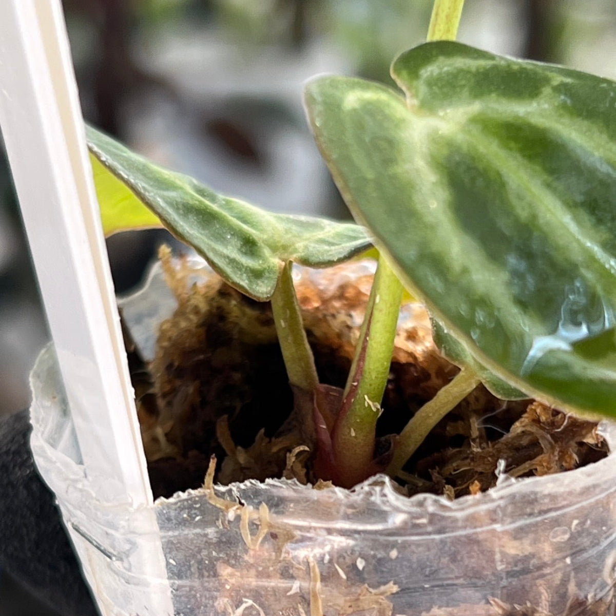【選択可能】【選抜】アンスリウム Anthurium (magnificum × ‘Black Velvet’) × crystallinum × ‘Michelle’ F3