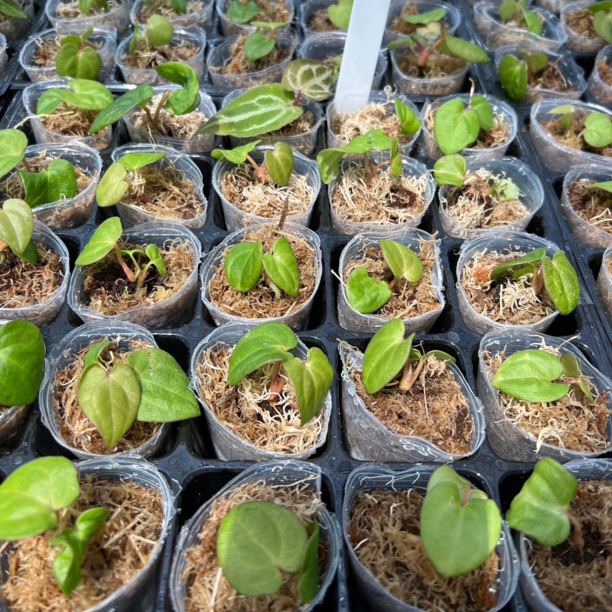 アンスリウム Anthurium ‘Dark Phoenix’