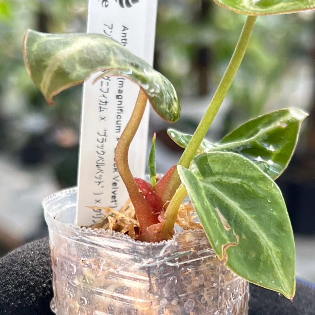 【選択可能】【選抜】アンスリウム Anthurium (magnificum × ‘Black Velvet’) × crystallinum × ‘Michelle’ F3