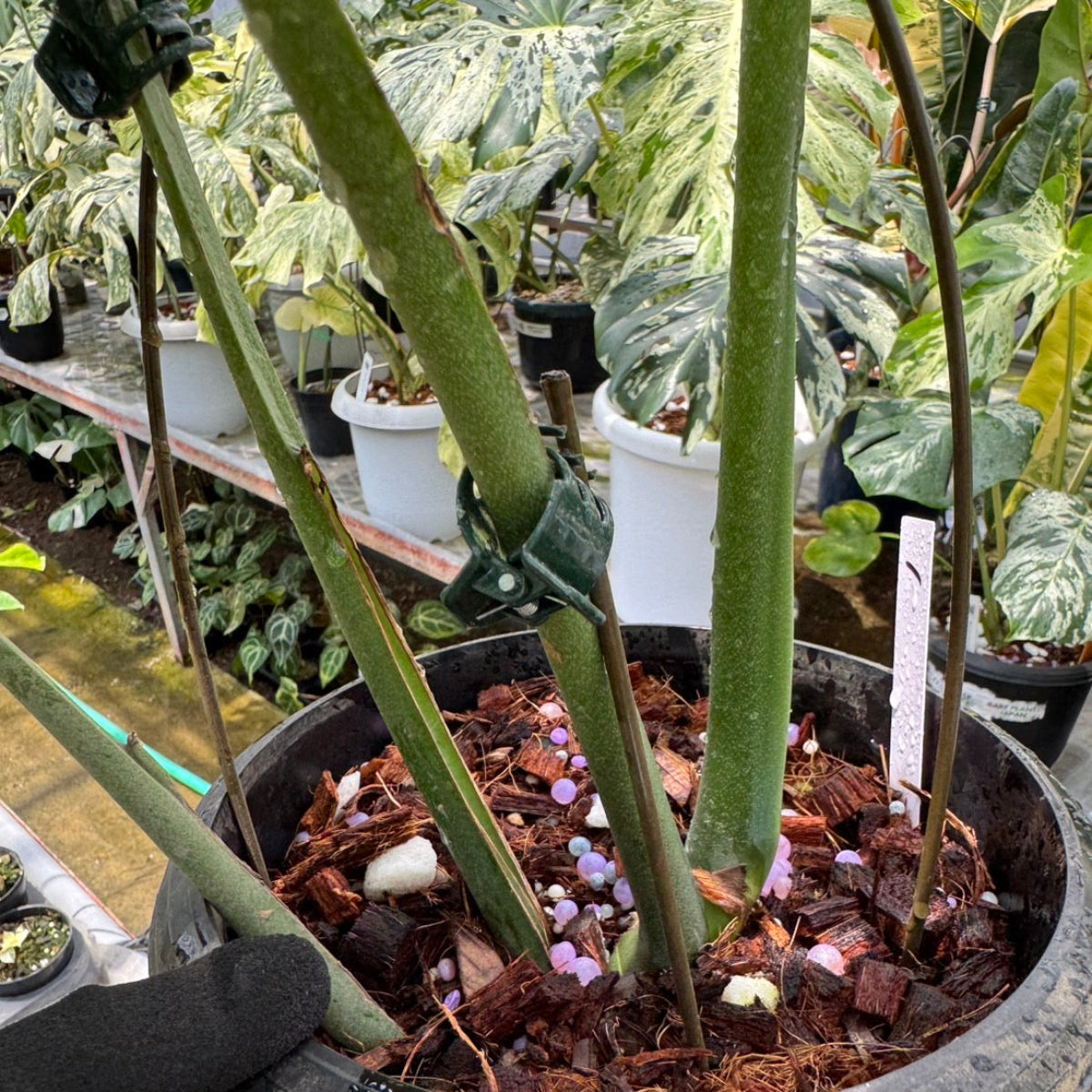 【希少】モンステラ デリシオーサ  'マクロコズム'