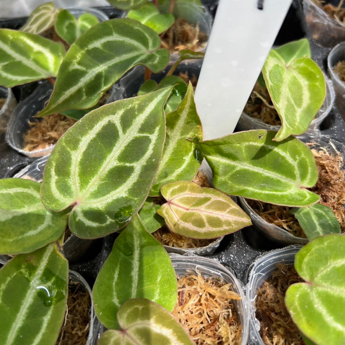 アンスリウム Anthurium ‘Crystal Indo’ × ‘Red Crystal Tezula’