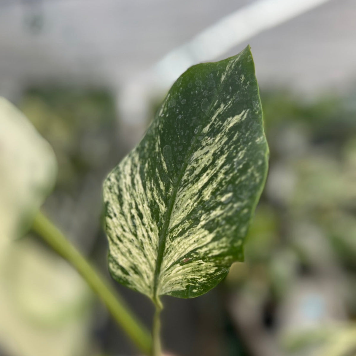 【希少/コレクション】モンステラ 'デビルモンスター' カット苗 発根確認済