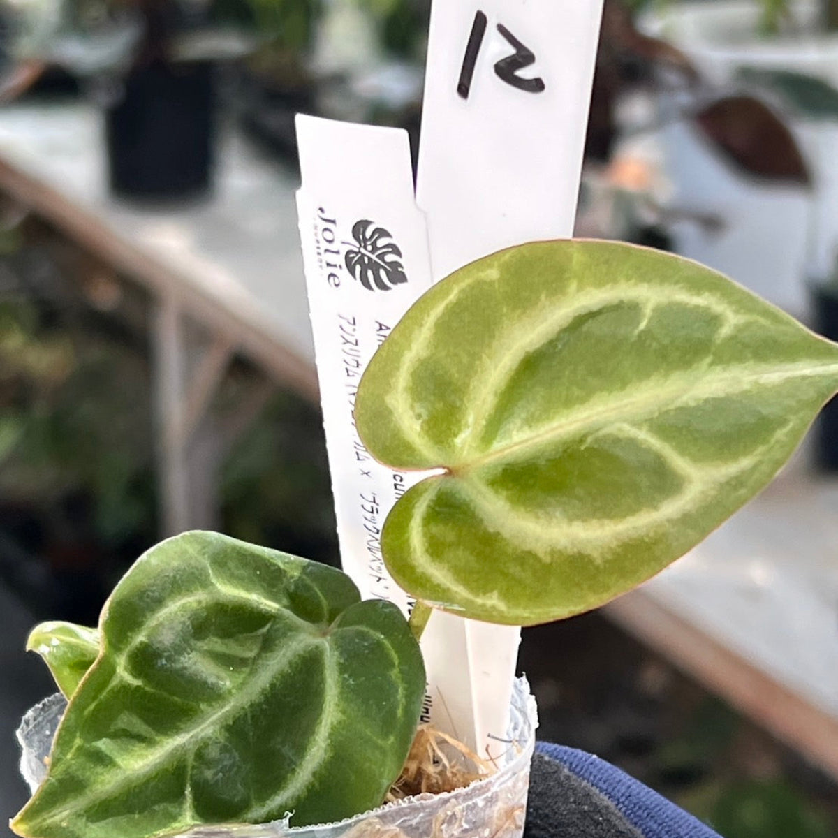 【選択可能】【選抜】アンスリウム Anthurium (magnificum × ‘Black Velvet’) × crystallinum × ‘Michelle’ F3