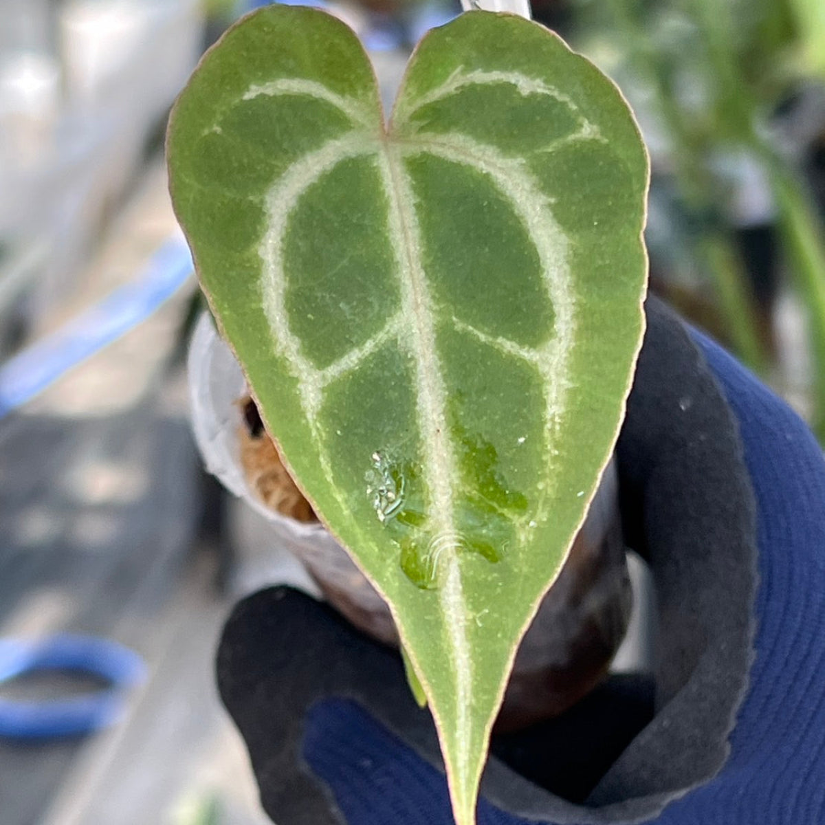 【選択可能】【選抜】アンスリウム Anthurium ‘Crystal Indo’ × ‘Red Crystal Tezula’