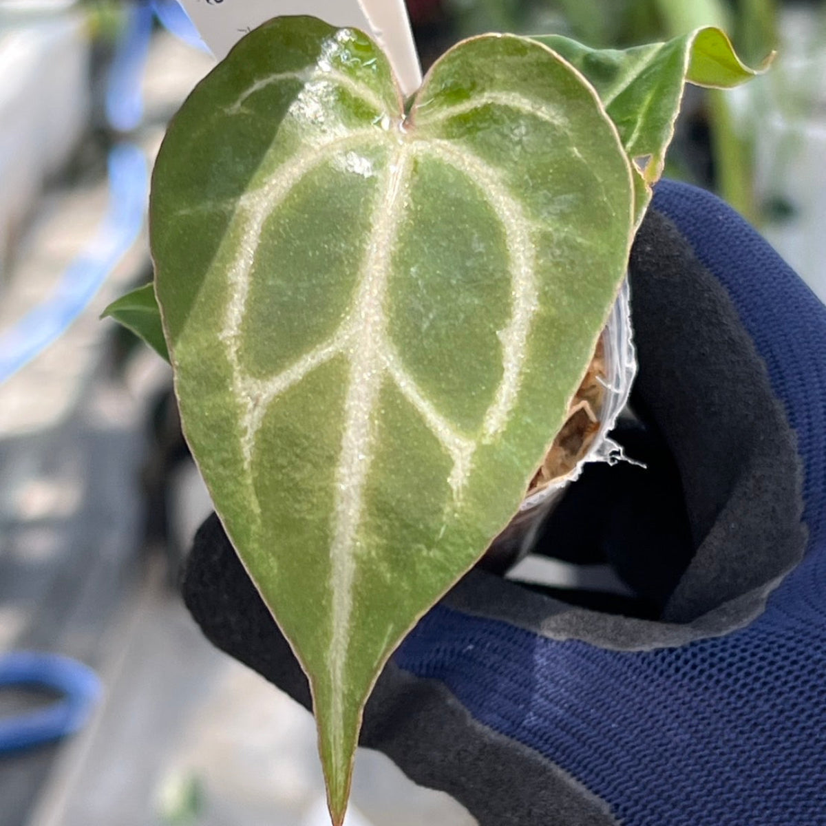 【選択可能】【選抜】アンスリウム Anthurium ‘Crystal Indo’ × ‘Red Crystal Tezula’