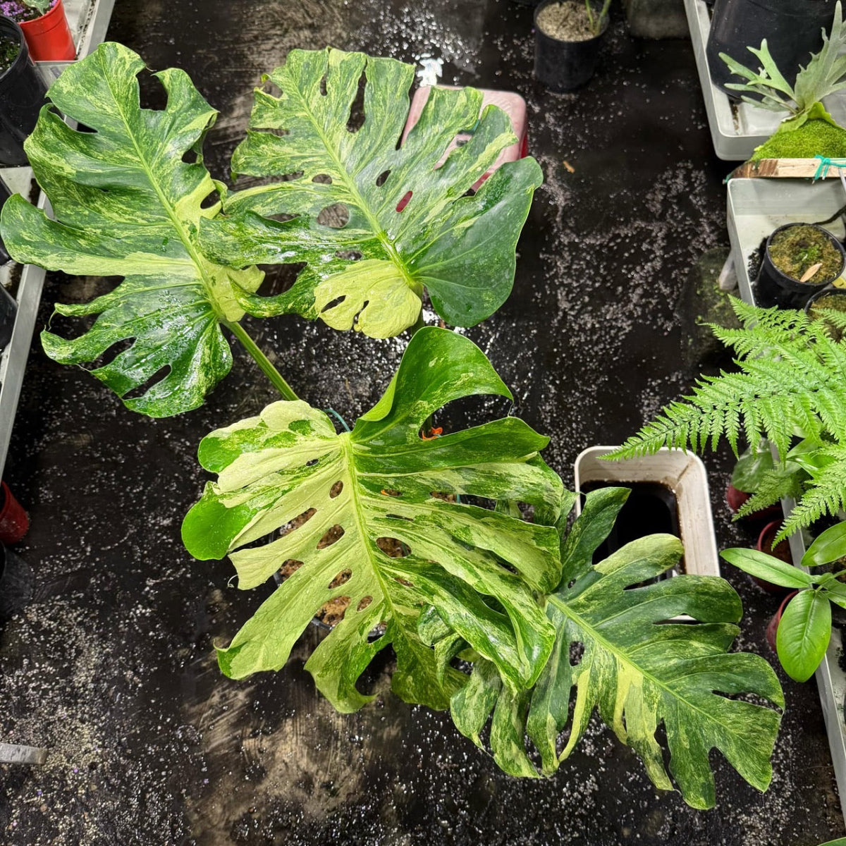 【コレクション】【予約販売】モンステラ デリシオーサ 'オーシャンミント'