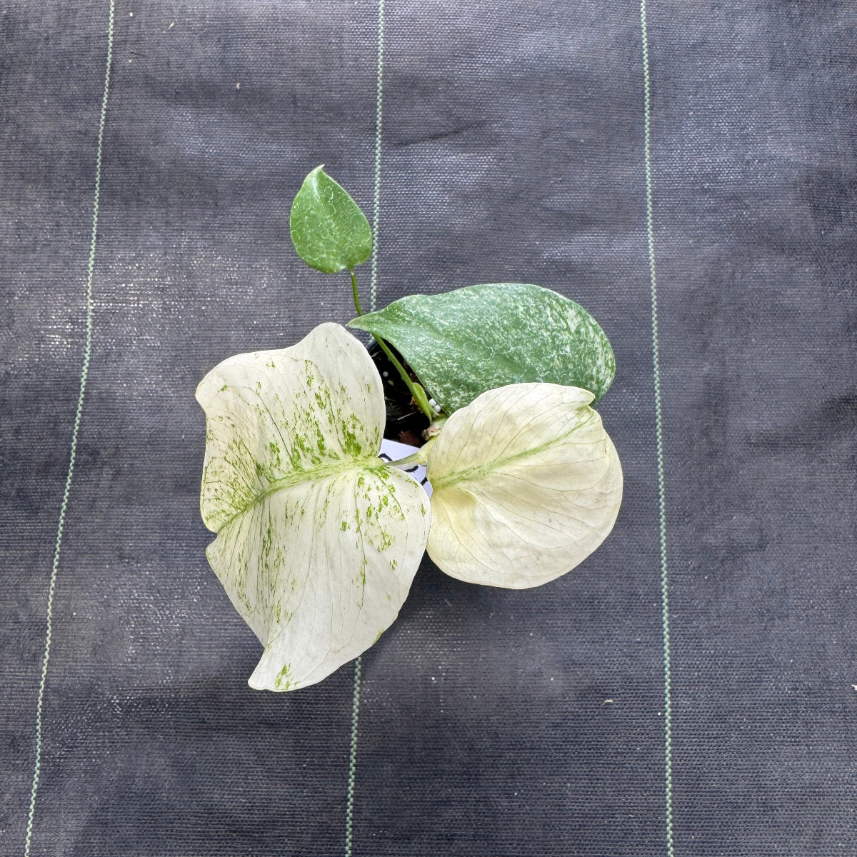 【選抜株/3号サイズ】モンステラ・デリシオーサ 'ホワイトモンスター' 選抜 『シルバースター』