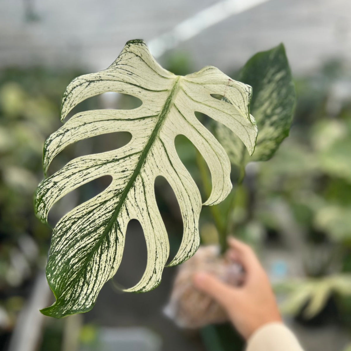 ★超レア★ モンステラ デリシオーサ デビル モンスター カット 希少/コレクション】モンステラ 'デビルモンスター' カット苗 発根確認