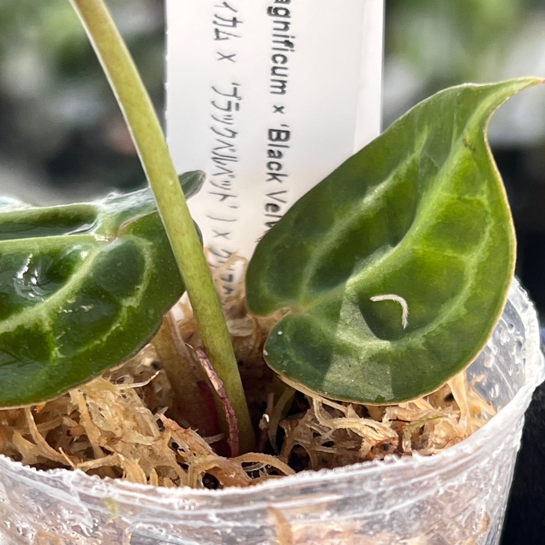 【選択可能】【選抜】アンスリウム Anthurium (magnificum × ‘Black Velvet’) × crystallinum × ‘Michelle’ F3