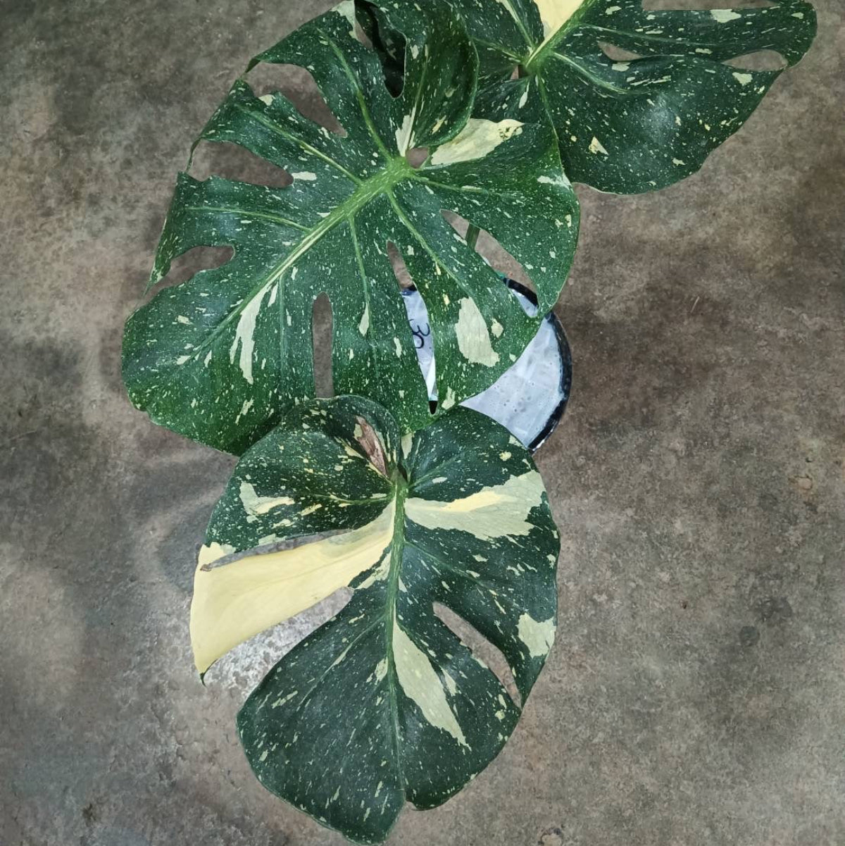 【Live販売】3番 モンステラ・デリシオーサ 'スコーピオン'