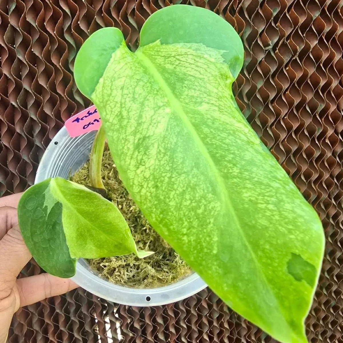 【Live販売】 30番 モンステラ・デリシオーサ 'ホワイトラヴァ'