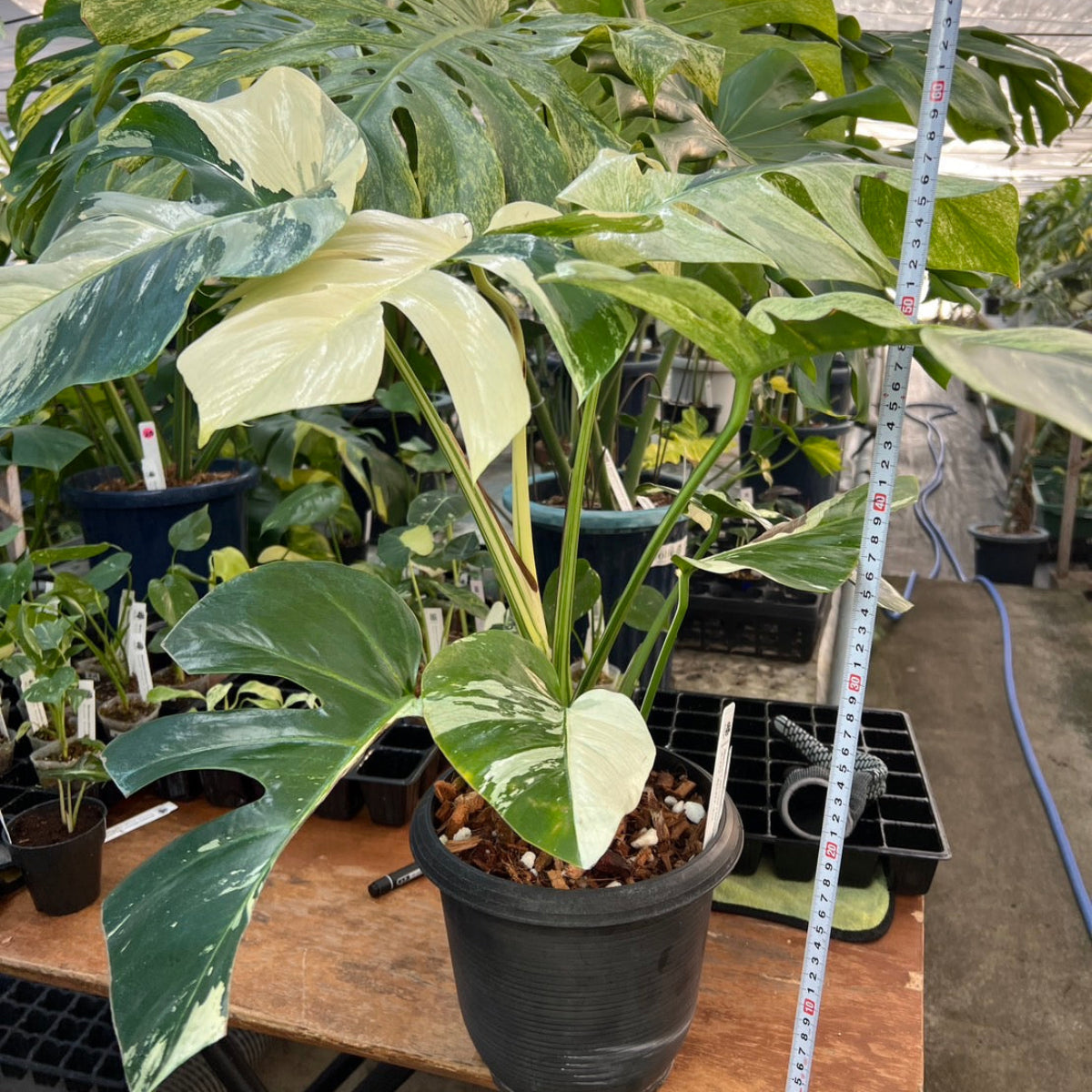 【厳選/コレクション】モンステラ ボルシギアナ'ミント(デリシオーサ x ボルシギアナ ミント)'