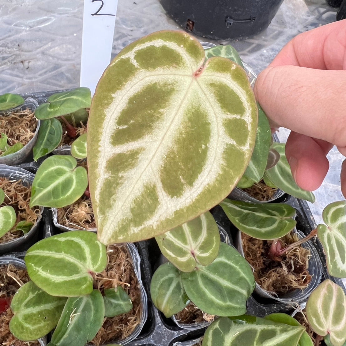 アンスリウム Anthurium (magnificum × ‘Black Velvet’) × crystallinum × ‘Michelle’ F3