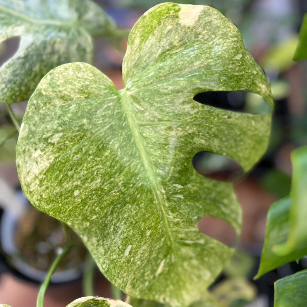 コレクション】モンステラ デリシオーサ 'タイコンステレーション