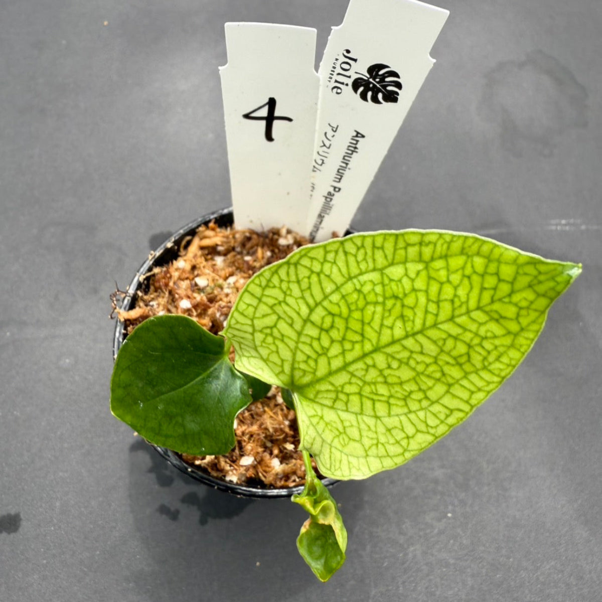 【希少株】アンスリウム PAP x RL 斑入り未確認
