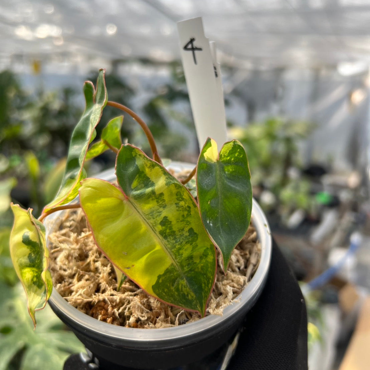 フィロデンドロン・ビレッティア 斑入り 3.5号サイズ