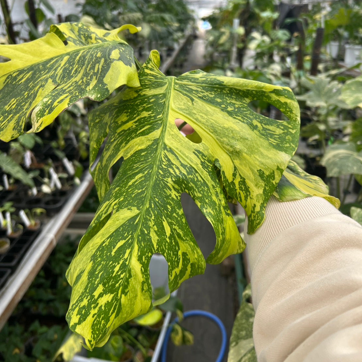 【希少/コレクション】モンステラ デリシオーサ 'エレクトロライト' カット苗