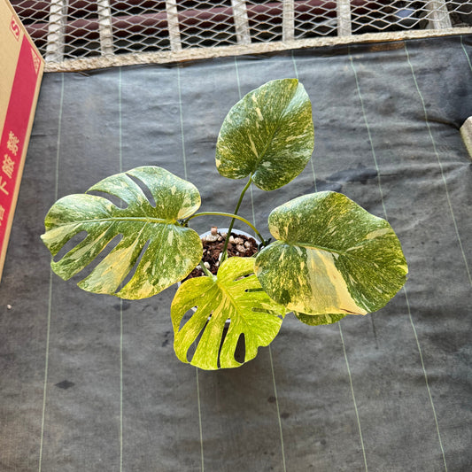 【希少】モンステラ デリシオーサ 'レガシー' カット苗 発根確認済