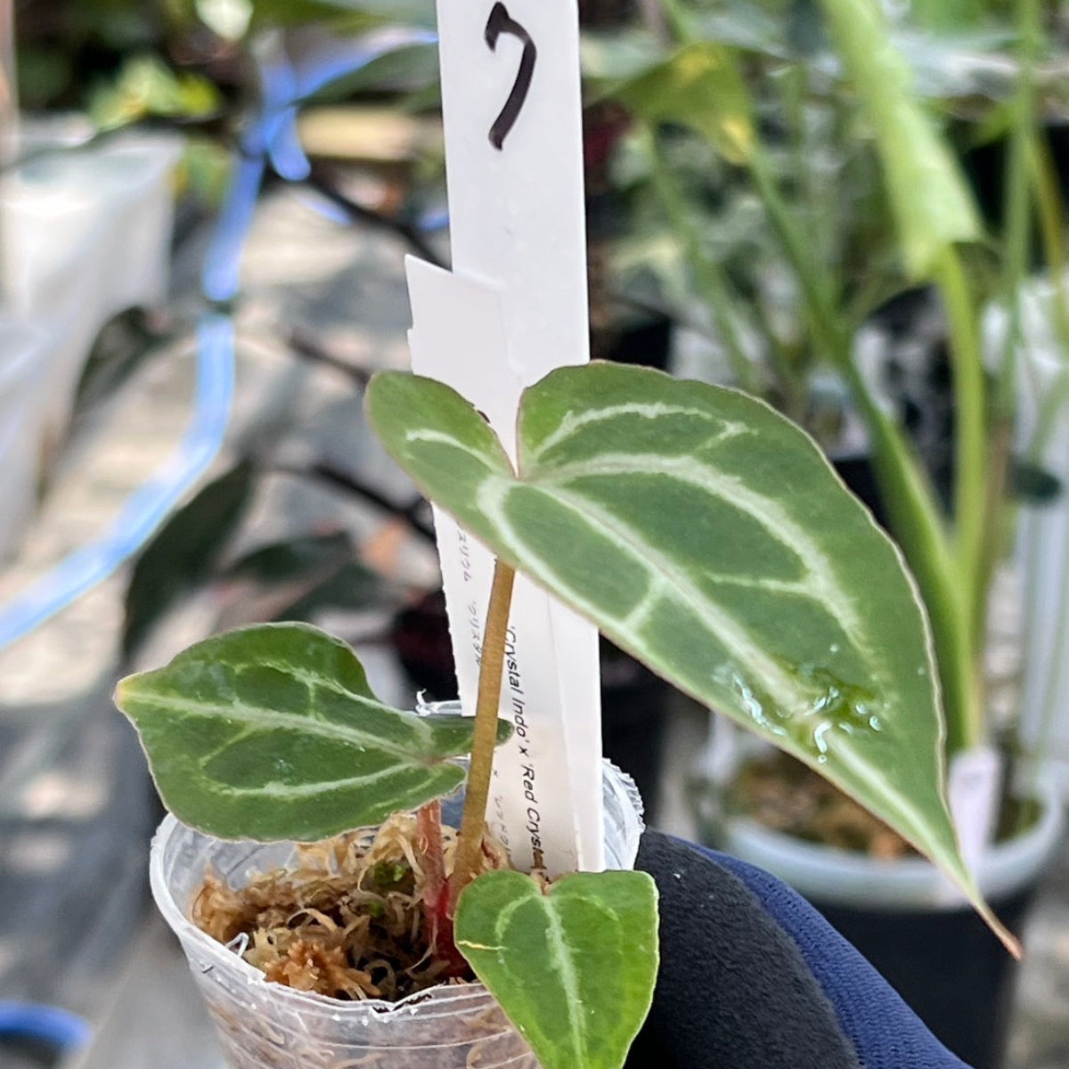 【選択可能】【選抜】アンスリウム Anthurium ‘Crystal Indo’ × ‘Red Crystal Tezula’